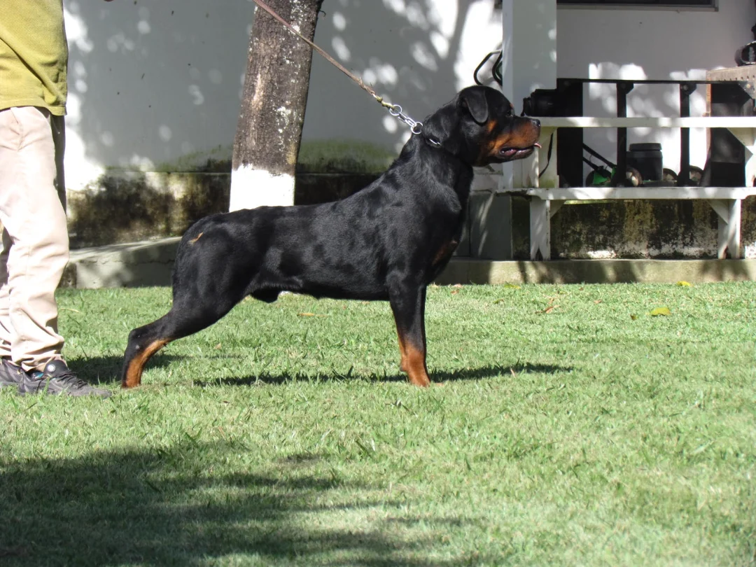 Padreador Rottweiler Quickley Vom Sindorf em pose de exposição no Canil Forte em Marabá