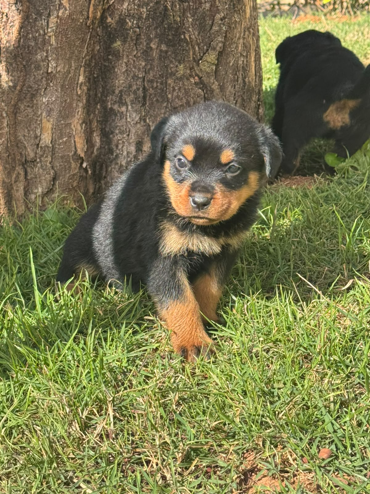 Filhote de Rottweiler do Canil Forte em Marabá, Pará