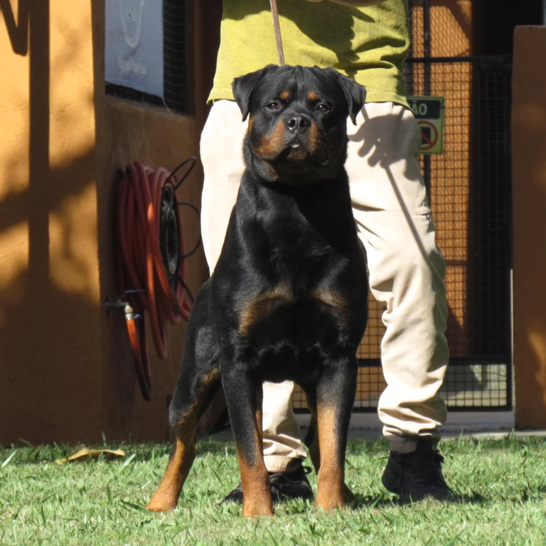 Quickley Vom Sindorf, padreador Rottweiler com pedigree CBKC e HD ED 0