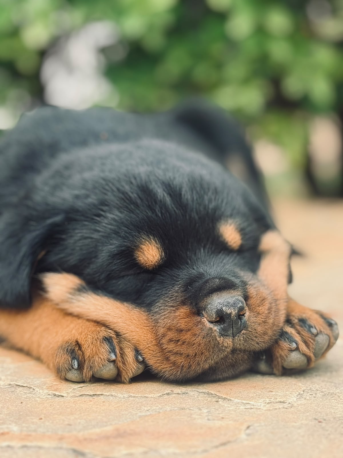 Filhote de Rottweiler com pedigree CBKC descansando no Canil Forte